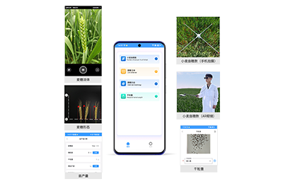 安康市小麦亩穗数分析仪IN-XM02